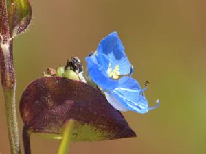 Commelina