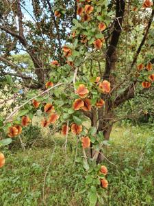 Combretaceae