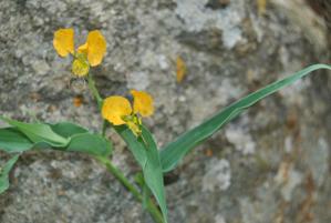 Commelina