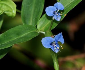 Commelina