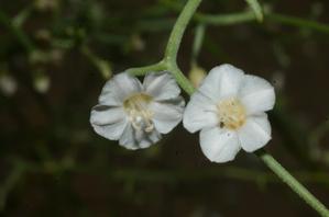 Convolvulus