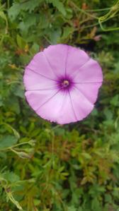 Convolvulus