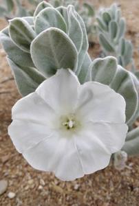 Convolvulus