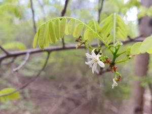 Connaraceae