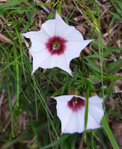 Convolvulus