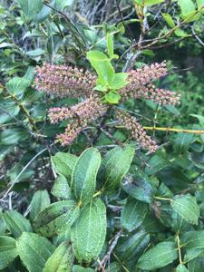 Coriariaceae