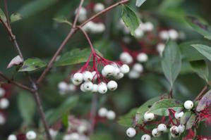 Cornus