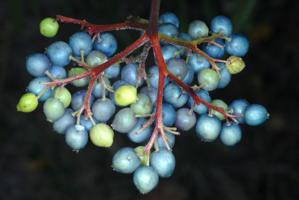 Cornus