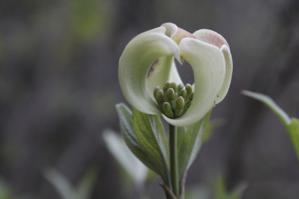 Cornus