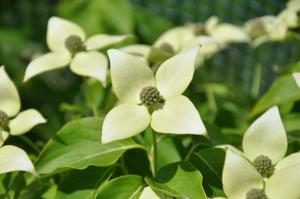 Cornus