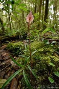 Corsiaceae