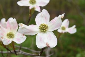 Cornus