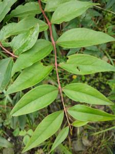 Coriariaceae