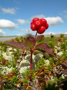 Cornus