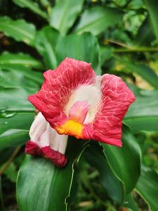 Costus