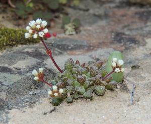 Crassula