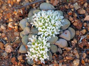 Crassula