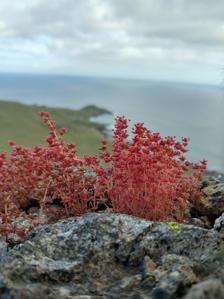 Crassula