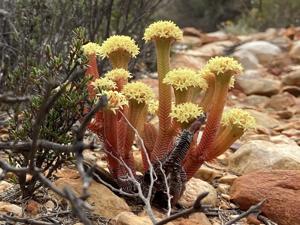 Crassula