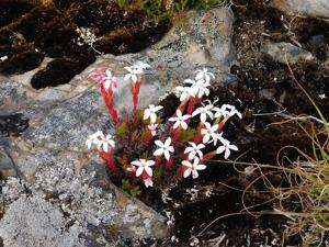 Crassula