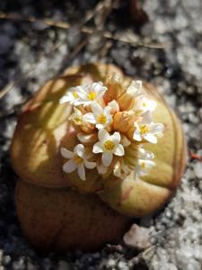 Crassula