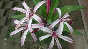 Crinum