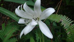 Crinum