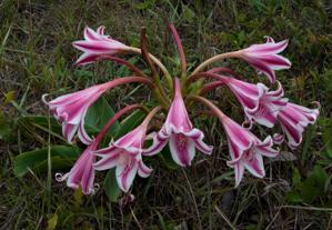 Crinum