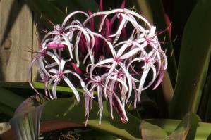 Crinum