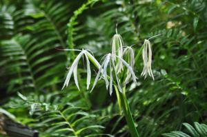 Crinum