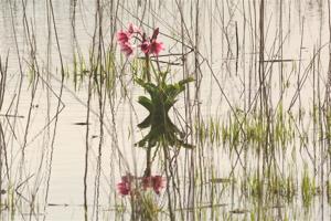 Crinum