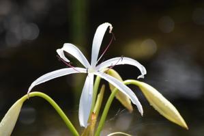 Crinum