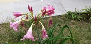 Crinum