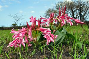 Crinum