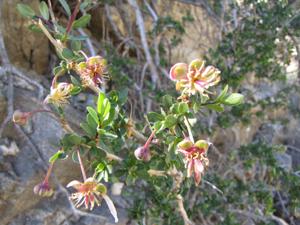 Crossosomataceae