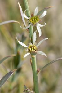 Crossosomataceae