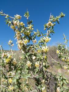 Crossosomataceae