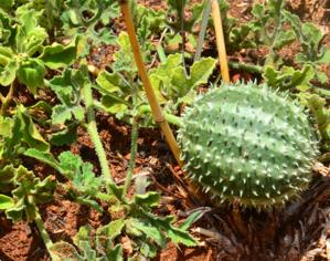 Cucumis