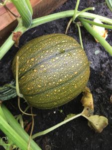 Cucurbita