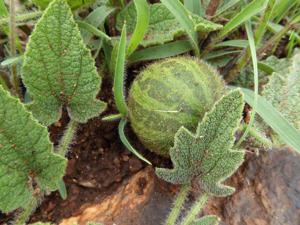 Cucumis