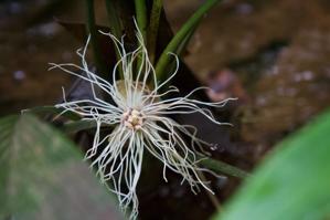 Cyclanthaceae