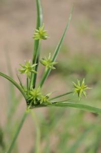 Cyperus