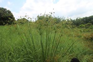 Cyperus