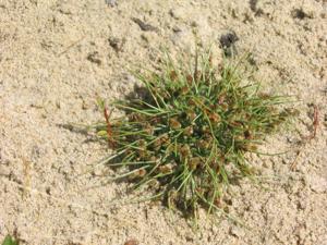 Cyperus