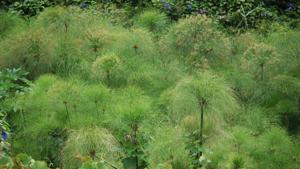 Cyperus