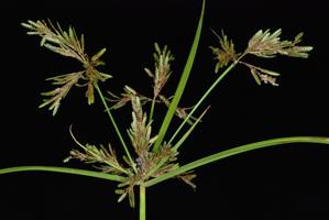 Cyperus