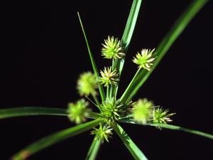 Cyperus