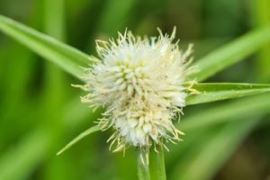 Cyperus