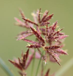 Cyperus