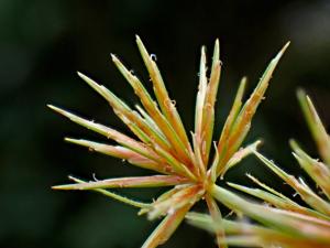 Cyperus